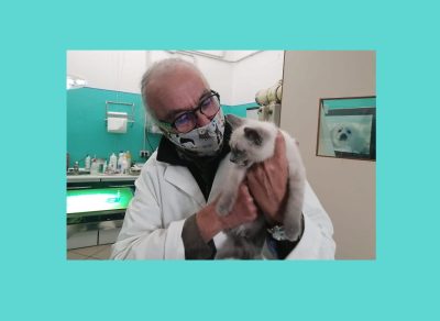 VETERINARIO 5